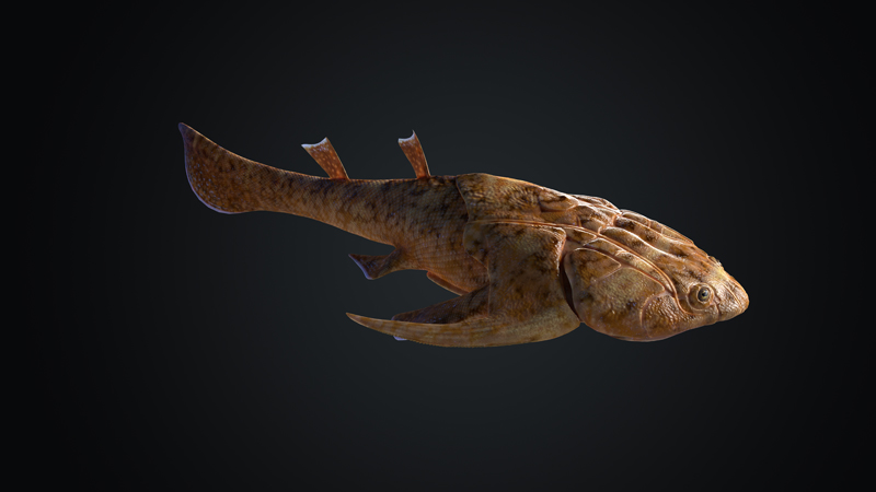 11  奇跡秀山魚(yú)（Xiushanosteus mirabilis）三維復(fù)原。擬石科技制作s.jpg