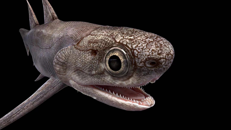 3  雙列黔齒魚(yú)（Qianodus duplicis）三維復(fù)原。擬石科技制作s.jpg