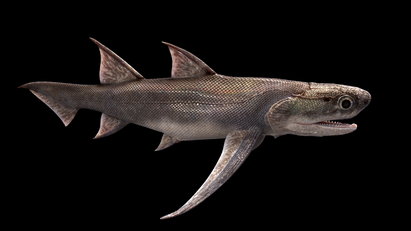 2  雙列黔齒魚(yú)（Qianodus duplicis）三維復(fù)原。擬石科技制作s.png